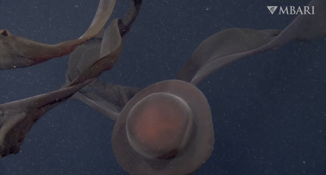 медуза, затока, зображення