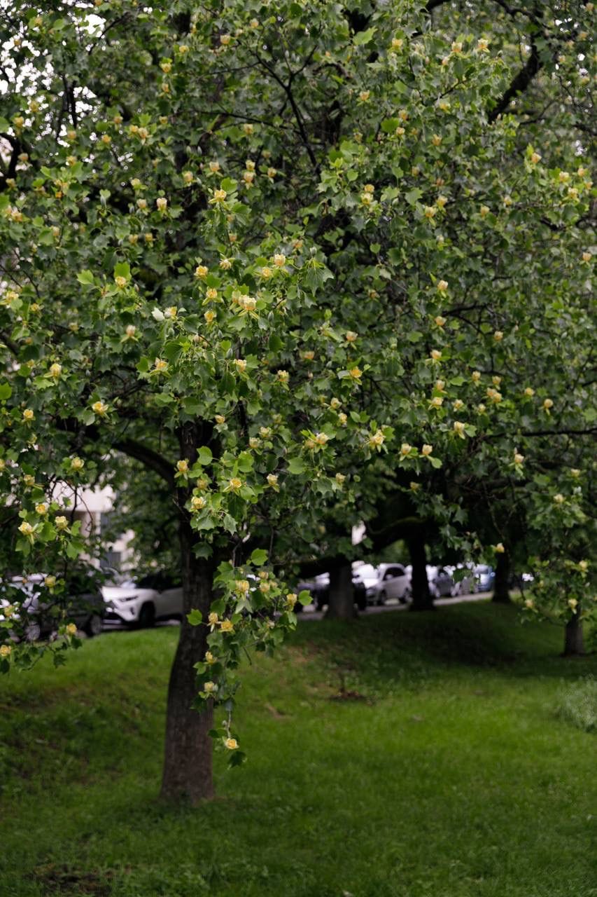В Ужгороді розквітли екзотичні дерева, привезені до України 100 років тому (фото)