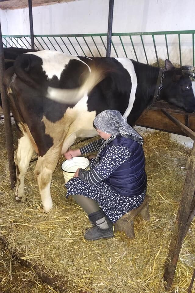 Надія Савченко доїть корову