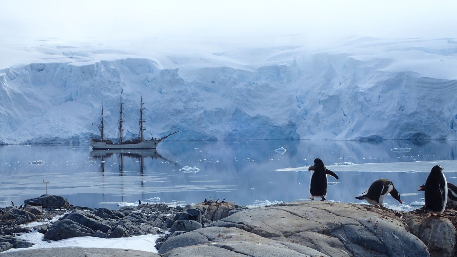 Чотири жінки поїдуть в Антарктиду рахувати пінгвінів і продавати сувеніри