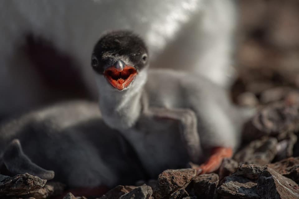 Полярники показали свіжі кадри новонароджених пінгвінів: дивіться ще мімішні фото