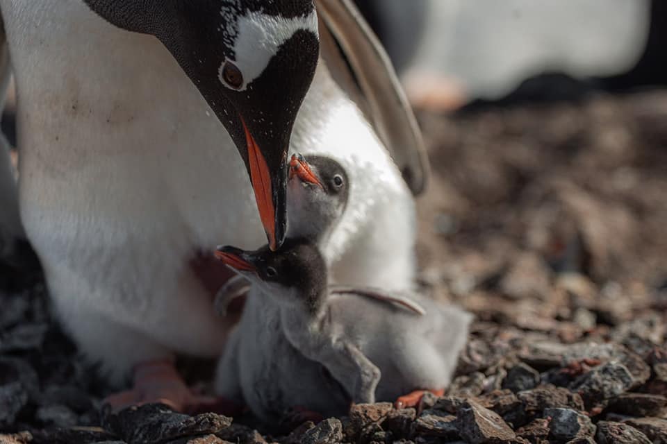 Полярники показали свіжі кадри новонароджених пінгвінів: дивіться ще мімішні фото